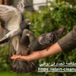 شركة مكافحة الحمام في ابوظبي