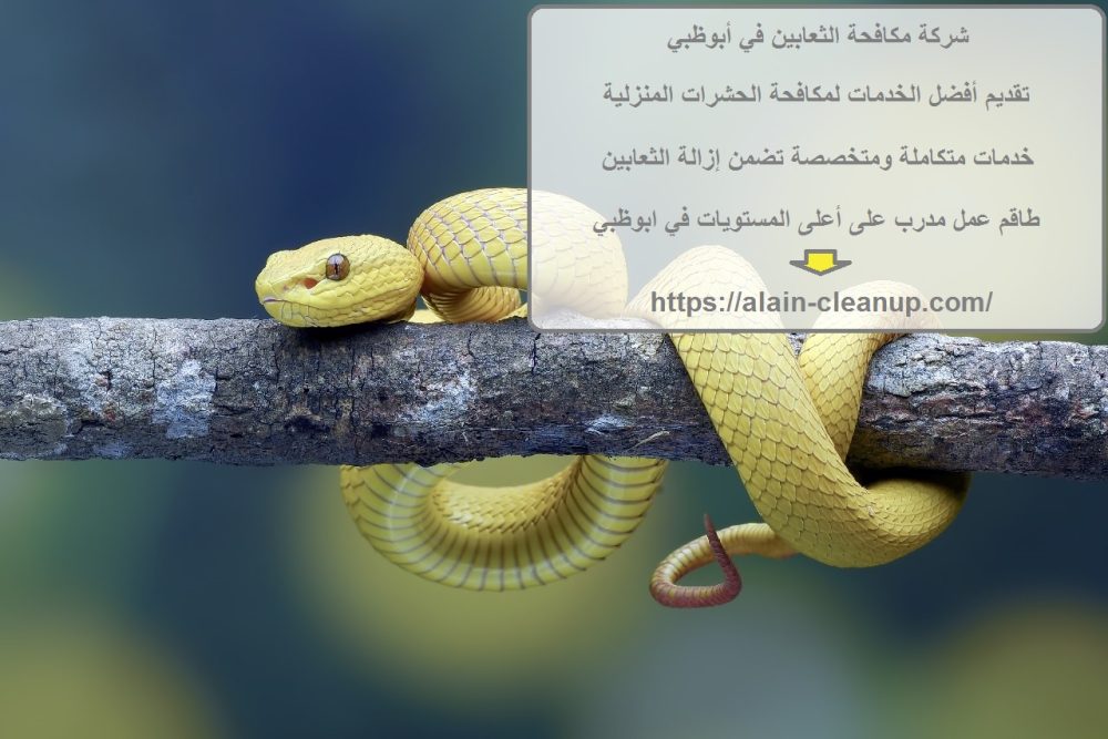 شركة مكافحة الثعابين في أبوظبي