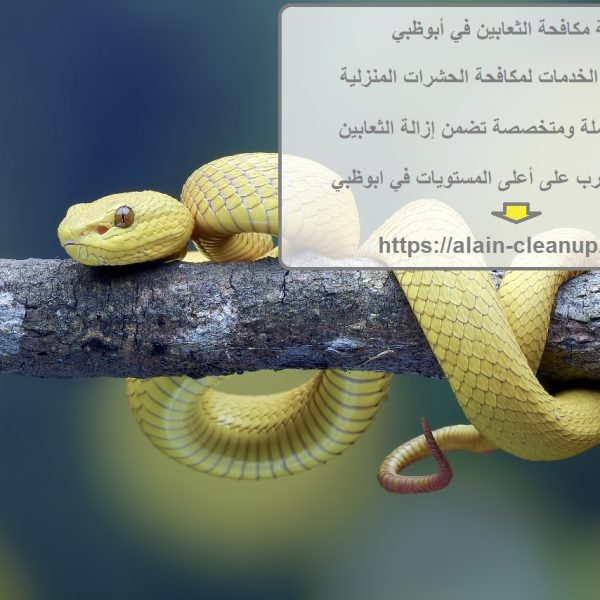 شركة مكافحة الثعابين في أبوظبي