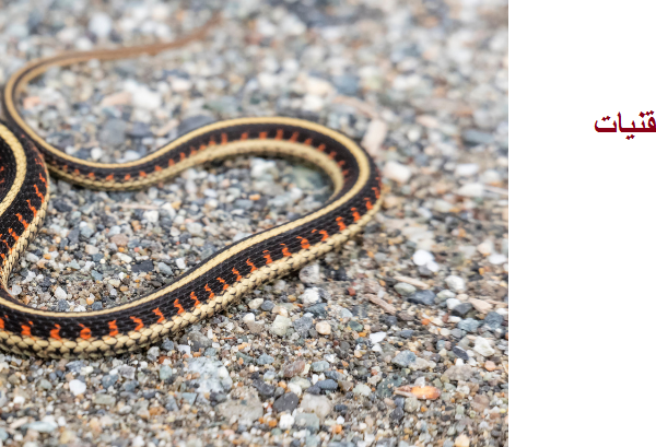 شركة مكافحة الثعابين في العين