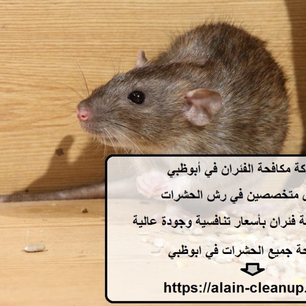 شركة مكافحة الفئران في أبوظبي