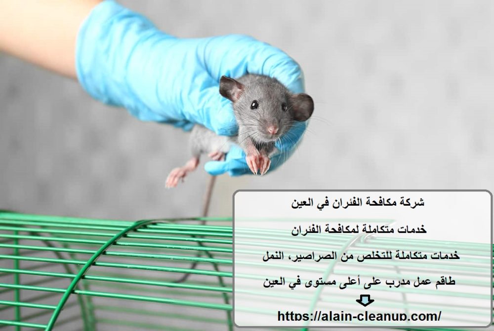 شركة مكافحة الفئران في العين