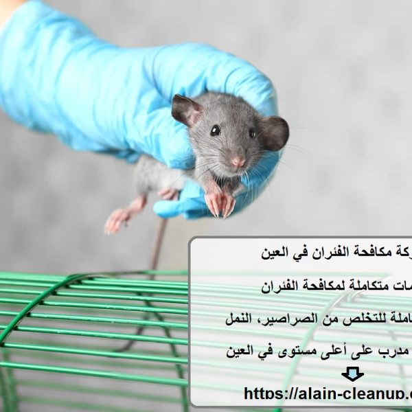 شركة مكافحة الفئران في العين