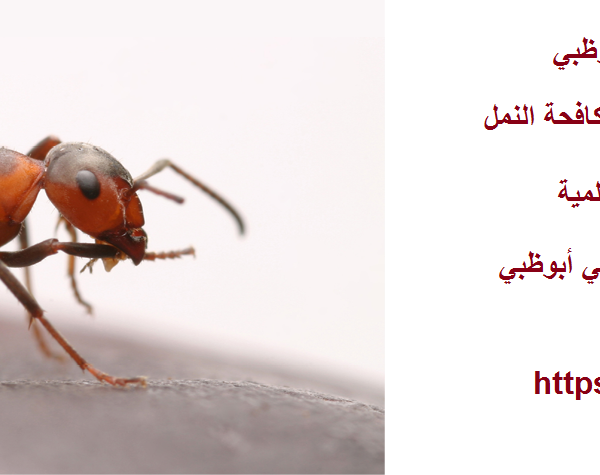 شركة مكافحة النمل في أبوظبي