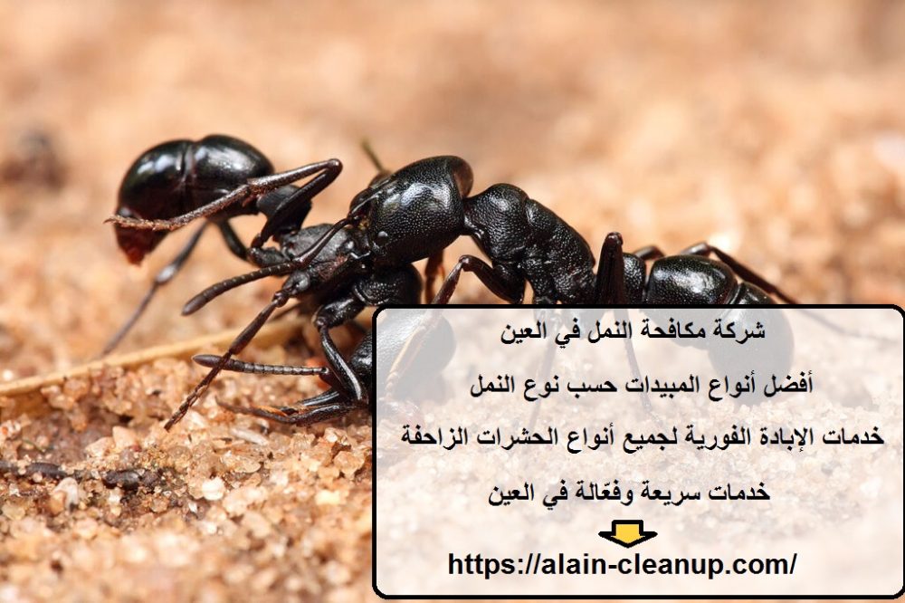 شركة مكافحة النمل في العين