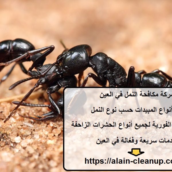 شركة مكافحة النمل في العين
