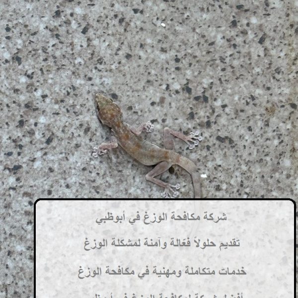 شركة مكافحة الوزغ في أبوظبي