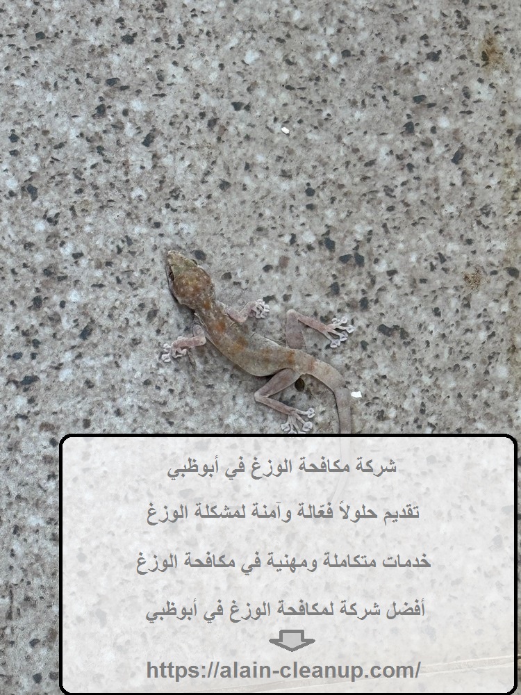 شركة مكافحة الوزغ في أبوظبي